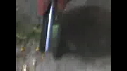 Taralej