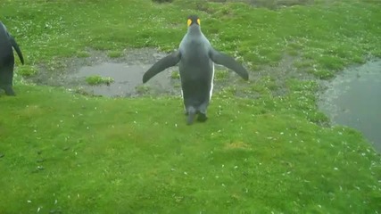 Преодоляване на препятствие от пингвини...