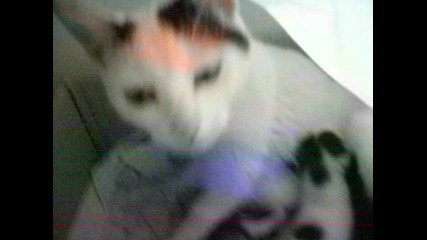 Малките котета ;]