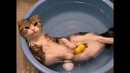 Котка се излежава в ваната