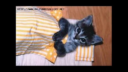 Funny animals with song of Shakira - Waka Waka