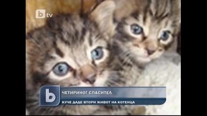 Куче спаси котенца от сигурна смърт