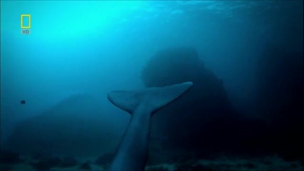 National Geographic Hd: Evolutions The Walking Whale 