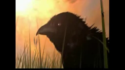 Warcraft 3 orc opening