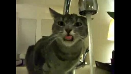 Котка много странно пие вода