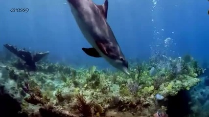 A Unique Friendship Human Dolphin 