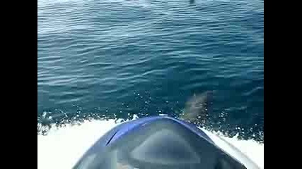 Плуващи Делфини