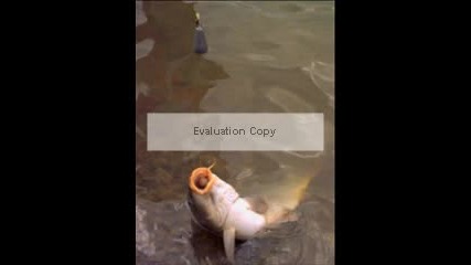 Sakee.mp4