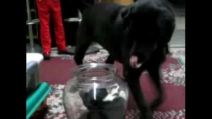 Chat dans un bocal vs Chien 