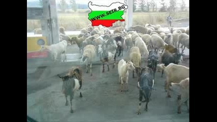 Забавни снимки от България