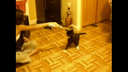 Игра с котката