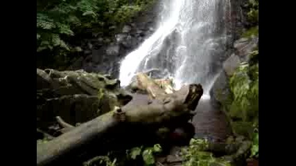 Чипровски Водопад - Красива Природа