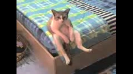 Котка седи като човек