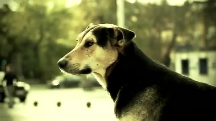 Traffic - София