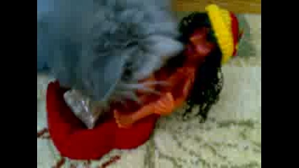 Kote