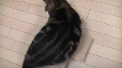 Малка кутия, дебела котка 