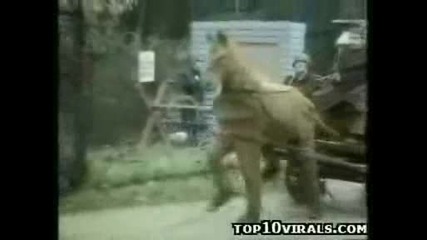 Глупави пазачи