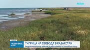 Тигрите се завръщат в Казахстан след десетилетия отсъствие