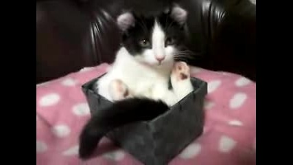 Котенце в кутийка