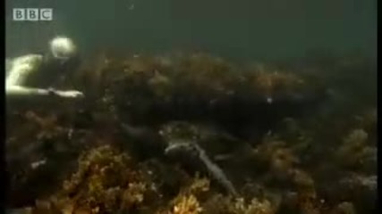 Sneezing free diving Iguanas - Dive Galapagos - Bbc wildlife