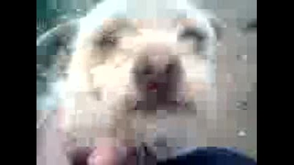Видео011.3gp