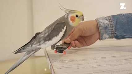 I'm a Celebrity Pet! Jack is a bird model who loves to pose
