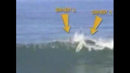 Акула - Атакува Сърфист