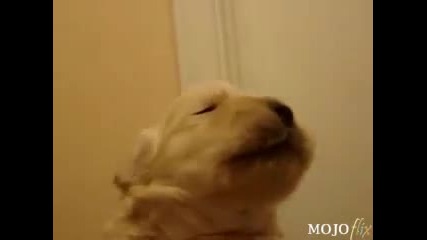 cute puppy whistle