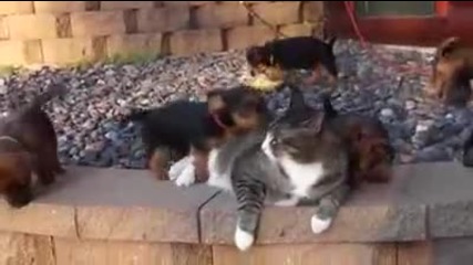 Кученца се опитват да си играят с котка
