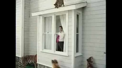Неустоимо за котки