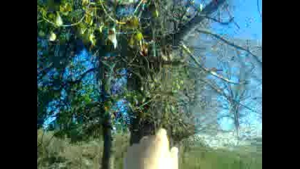 Inanilmaz Agici Yes 2014 Hd