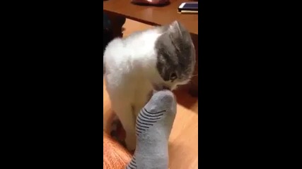 kote s chorap