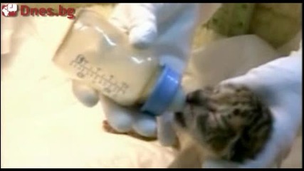 Кръстоска между тигрица и лъв! Що ли е то?