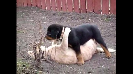 Куче и коте-сладурчета