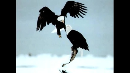 Eagles Fly - Ernesto Cortazar 