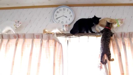 Котета изпитващи страх от високо. Смях!