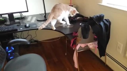 Как да отучим котката да се качва на бюрото