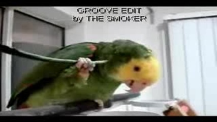 Tool Using Parrot