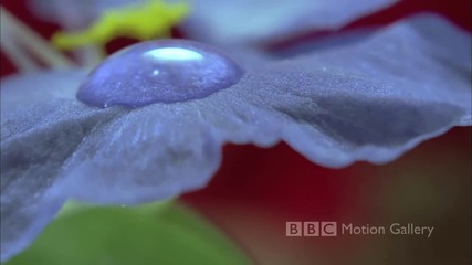Bbc Hd In Full Bloom 