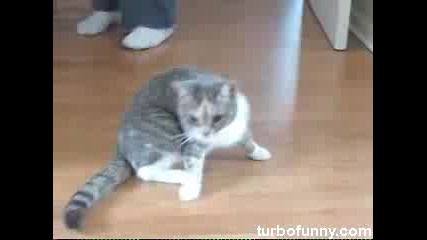 Пияна котка не може да седи на краката си