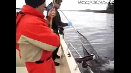 крадлив морски лъв
