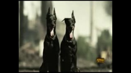 Галена - Не пред хората