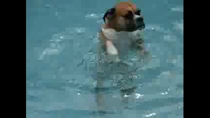 Куче Плувец