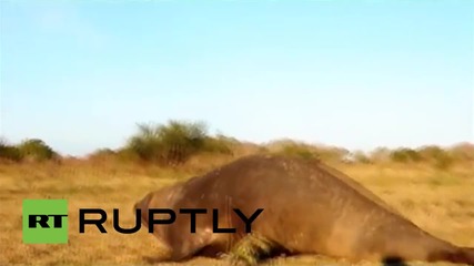 Огромен морски слон намерен да си почива в аржентинска ферма