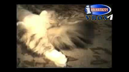 Много Смешни Котки
