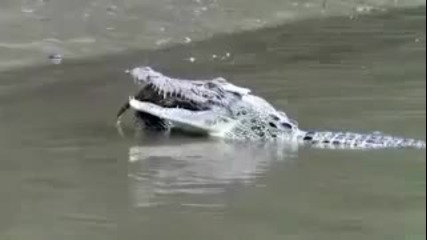 Канибал яде крокодил