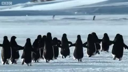 Bbc - летящи пингвини