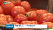 Издръжката на живота: Успяват ли доходите да настигнат инфлацията?