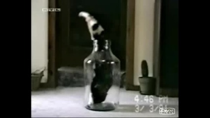 Котка Влиза И Излиза От Буркан