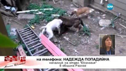 Имало ли е полицейско насилие над домашни кучета в Разлог?